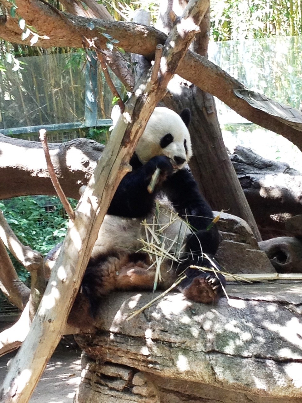 Panda - San Diego Zoo - 2013 09 - 03